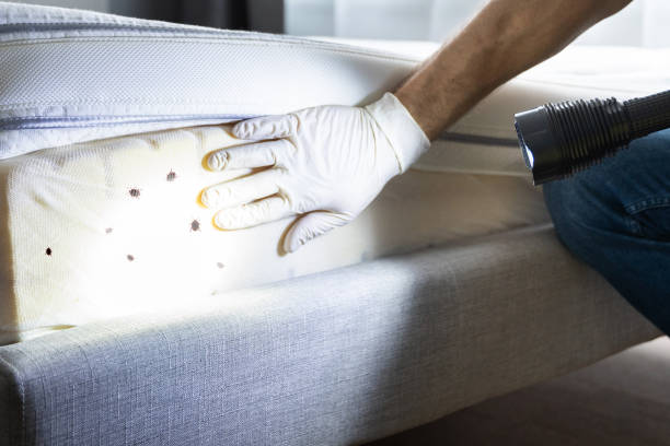 Best Termite Control Services  in New Haven, IN